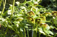 Helleborus x hybridus - Ashwood Garden Hybrid
