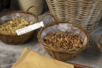Broad bean (Sutton Dwarf) seeds for sale loose in a basket in a garden centre. 