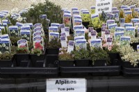A variety of 7cm labelled alpine plants for sale in a nursery including Thymus 'Doone Valley' and serpyllum 'Pink Chintz', saxifrage 'Peach melba' and 'Jerome', Geranium 'melody', Leptinella dendyi and Silene 'Druetts variegated'. Spring. 