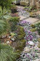 Cyclamen coum in John's Garden at Ashwood Nurseries - Kingswinford - Spring