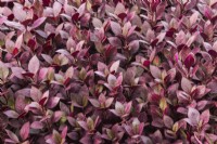 Alternanthera 'Little Ruby' plants growing inside commercial nursery - September