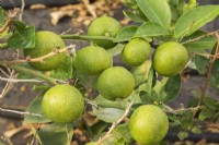 Citrus sudachi - Lime fruit growing undercover in commercial nursery - September