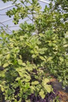 Citrus hystrix - Kaffir Lime fruit tree growing inside commercial greenhouse - September