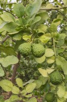 Citrus hystrix - Kaffir Lime fruit growing inside commercial greenhouse - September