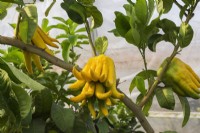 Citrus medica var. sarcodactylis - Buddha's Hand or Fingered Citron fruit tree growing inside commercial greenhouse, Quebec, Canada - September