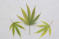 Harvested Cannabis sativa - Marijuana leaves on beige textured cardboard surface - October