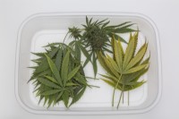 Harvested Cannabis sativa - Marijuana leaves and flowerheads in transparent plastic tray on white cardboard surface - October