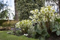 Helleborus x hybridus 'Ashwood Garden Hybrids' in John's Garden at Ashwood Nurseries - Kingswinford - Spring