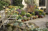 Spring planting in pots on the terrace in John's Garden at Ashwood Nurseries - Kingswinford - Spring