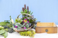 Hyacinths, Ranunculus, Ivy, Cyclamen, moss, plastic sheet and a drawer laid out on a wooden surface