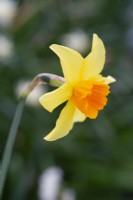 Narcissus 'Fortune'