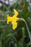Narcissus 'King Alfred'