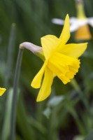 Narcissus 'Yellow Moon'