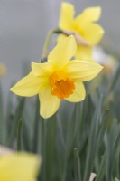 Narcissus 'Coverack Gold'