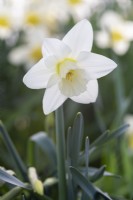 Narcissus 'Hispar'