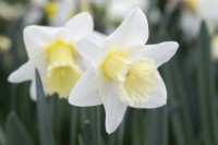 Narcissus 'White Butterfly'