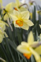 Narcissus 'Red Ribband'