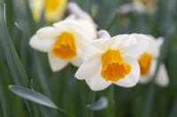 Narcissus 'Golden Strand'