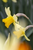 Narcissus 'Honeybird'