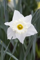 Narcissus 'Nevis'