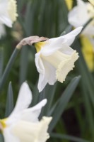 Narcissus 'Nevis'