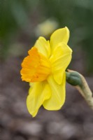 Narcissus 'Rosslare'