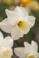 Narcissus 'Sarastro'