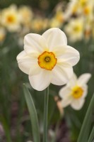 Narcissus 'Seraglio'