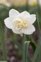 Narcissus 'Swansdown'