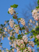 Ribes sanguineum 'Carneum' - flowering currant