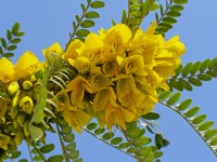 Sophora tetraptera - Kowhai in flower Mid march Norfolk