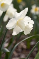 Narcissus 'Thurso'