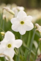Narcissus 'Dallas'