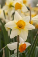 Narcissus 'Whiteley Gem'