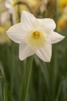 Narcissus 'Marmora'