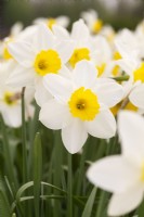 Narcissus 'Clava'