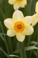 Narcissus 'Scrabo'
