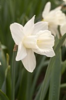Narcissus 'Askelon'
