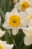 Narcissus 'Fortune's Glow'