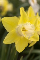 Narcissus 'Drumnabreeze'