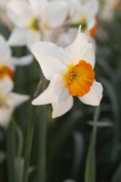 Narcissus 'Crown Derby'