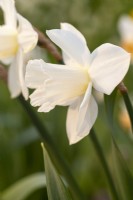 Narcissus 'Dava'