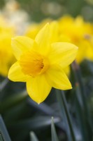 Narcissus 'Forthright'