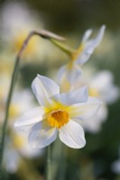 Narcissus 'Sunrise'