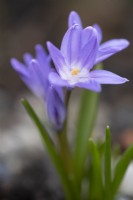Chionodoxa luciliae 'Violet Beauty' - Glory of the Snow