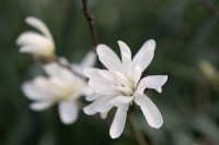Magnolia stellata - Star Magnolia - March