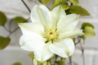 Clematis 'Guernsey Cream' - May