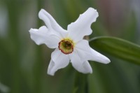 Narcissus poeticus - Old Pheasants Eye - May