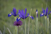 Iris x hollandica 'Valentine' - May