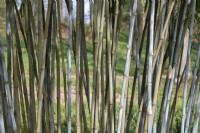 Borinda Papyrifera - Paper bearing borinda - Bamboo